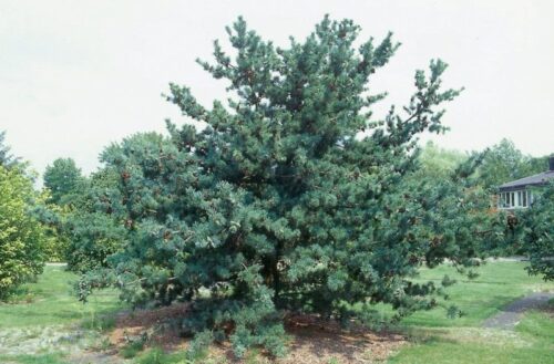 Pinus parviflora Glauca 40–60, K 7,5 - Image 1