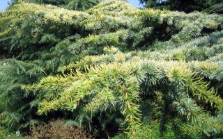 Cedrus libani 'Atlantica Aurea'