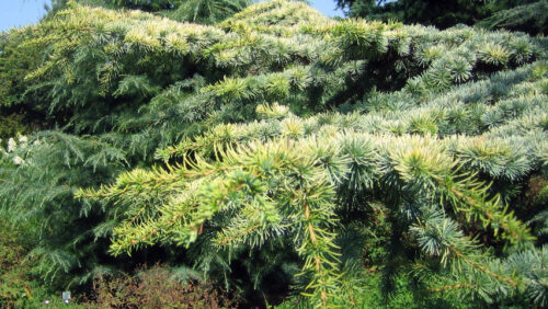 Cedrus libani 'Atlantica Aurea' - Obrázek 1