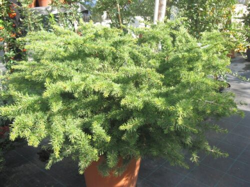 Cedrus libani 'Nana' 40–60 cm - Obrázek 1
