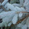 Picea pungens 'Hoopsii' - Kontejner 3 l, v. 40-50 cm