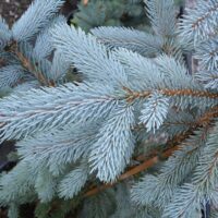 Picea pungens 'Hoopsii'
