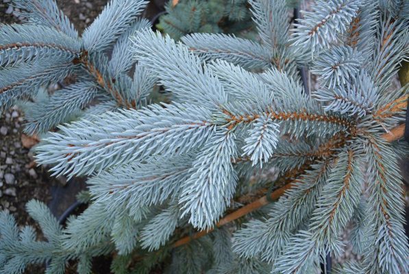 Picea pungens 'Hoopsii'