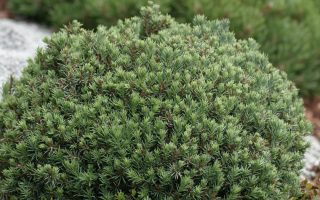 Picea glauca ´Blue Planet ´ 5–10, K2,5