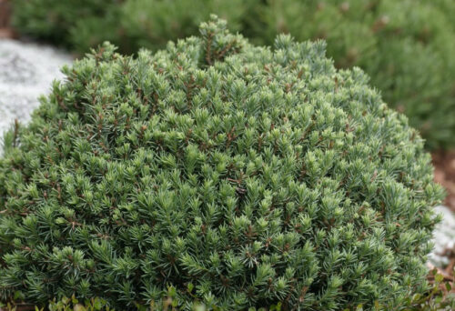 Picea glauca ´Blue Planet ´ 5–10, K2,5 - Obrázek 1