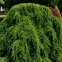 Tsuga canadensis Pendula, 30–40, K2,5