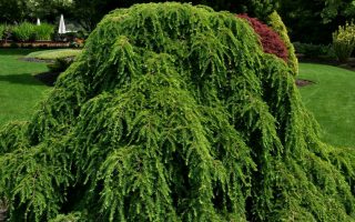 Tsuga canadensis Pendula, 30–40, K2,5