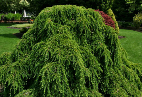 Tsuga canadensis Pendula, 30–40, K2,5 - Obrázek 1
