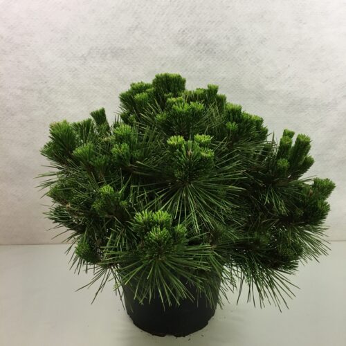 Pinus thunbergii ´Maijima´ 40–60 K7,5 - Obrázek 1