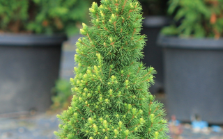Picea glauca Rainbow´s End 20–30, K2,5