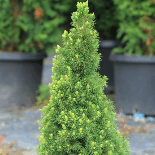 Picea glauca Rainbow´s End 30–40 K7,5 - Obrázek 1