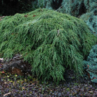 Tsuga canadensis ´Cole´20–25, K2,5