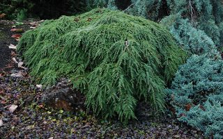 Tsuga canadensis ´Cole´20–25, K2,5