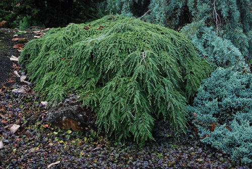 Tsuga canadensis ´Cole´20–25, K2,5 - Obrázek 1