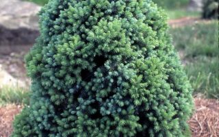 Picea glauca 'Sander´s Blue'