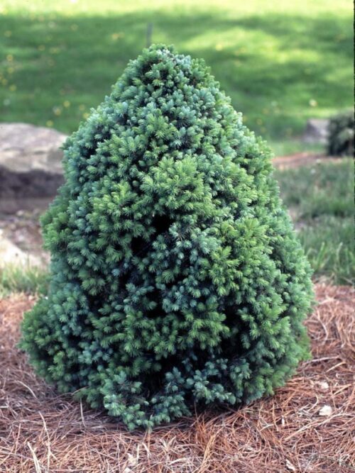 Picea glauca 'Sander´s Blue' - Image 1