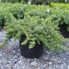 Juniperus conferta 'Blue Pacific' - Kontejner 2 l, v. 15-20 cm