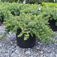 Juniperus conferta 'Blue Pacific'