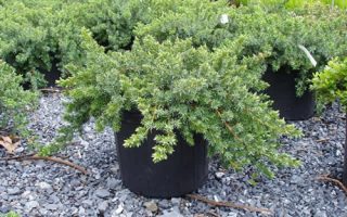 Juniperus conferta 'Blue Pacific'
