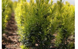 Taxus baccata 'Kupfergold' 25–30 cm