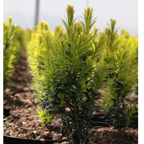 Taxus baccata 'Kupfergold' 25–30 cm - Obrázek 1