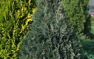 Chamaecyparis lawsoniana 'White Spot'