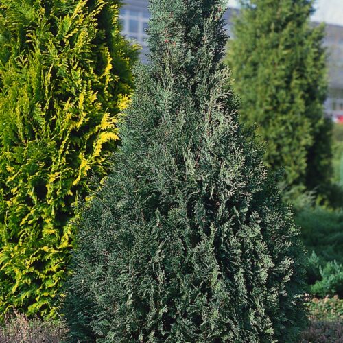 Chamaecyparis lawsoniana 'White Spot' - Obrázek 1