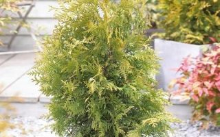 Thuja occ. 'Golden Brabant'®