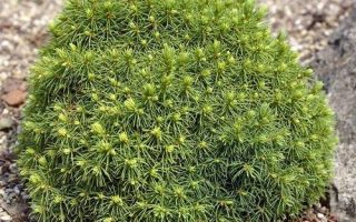 Picea glauca 'Alberta Globe' 10–15 cm