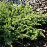Juniperus conferta 'Schlager'