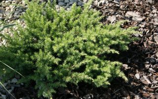 Juniperus conferta 'Schlager'