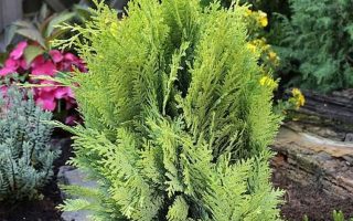 Chamaecyparis laws. 'Alumigold'