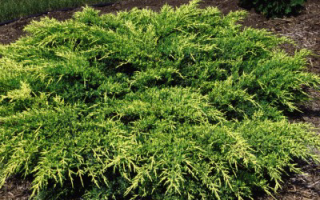 Juniperus horízontalis 'Wiltonii'