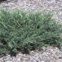 Juniperus comm. Repanda 20–30