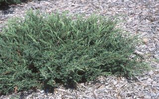 Juniperus comm. Repanda 20–30