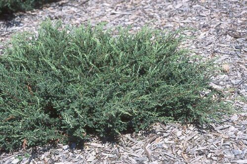 Juniperus comm. Repanda 20–30 - Obrázek 1