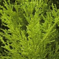 Chamaecyparis lawsoniana 'Stardust'