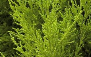 Chamaecyparis lawsoniana 'Stardust'