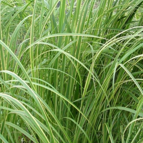 Spartina pectinata Aureomarginata' , travina P 13 - Image 1