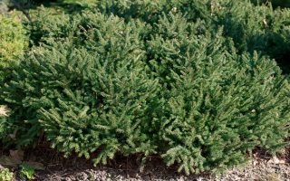 Picea abies ´Nidiformis´