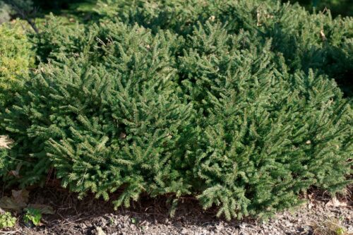 Picea abies ´Nidiformis´ - Image 1