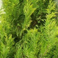 Chamaecyparis lawsoniana 'Ivonne'
