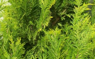 Chamaecyparis lawsoniana 'Ivonne'