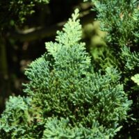 Chamaecyparis l. ´Wisselii´ 20–30 K2,5