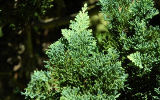 Chamaecyparis l. ´Wisselii´ 20–30 K2,5