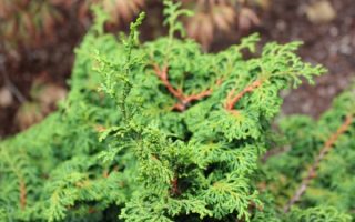 Chamaecyparis obt. Maureen 15–20