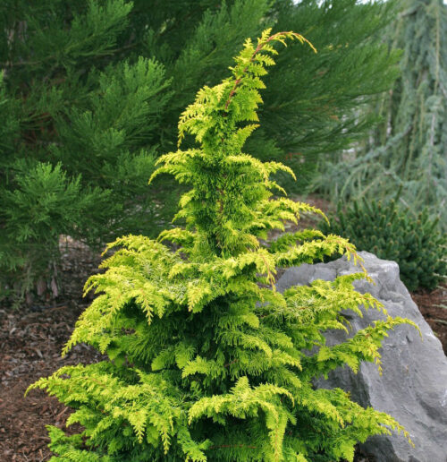 Chamaecyparis obt. Fernspray Gold 15–20 - Obrázek 1