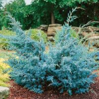 Juniperus chin. Blue Alps 20–30