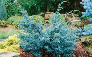 Juniperus chin. Blue Alps 20–30
