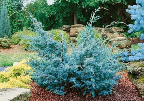 Juniperus chin. Blue Alps 20–30 - Obrázek 1